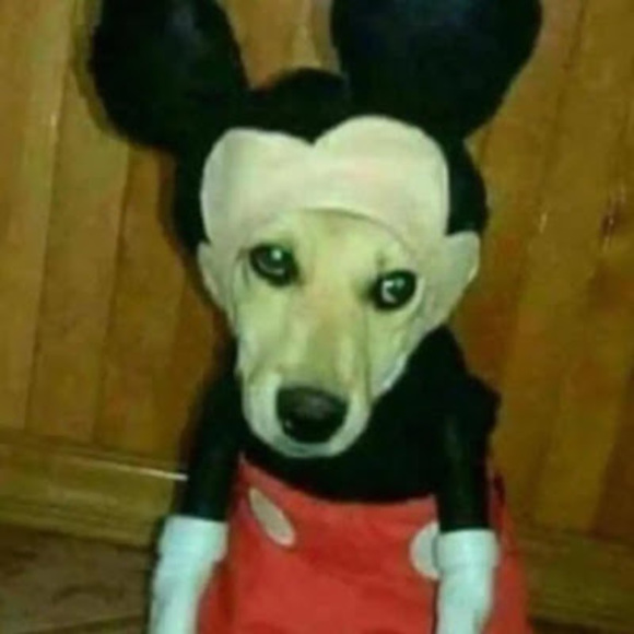 ddboy61